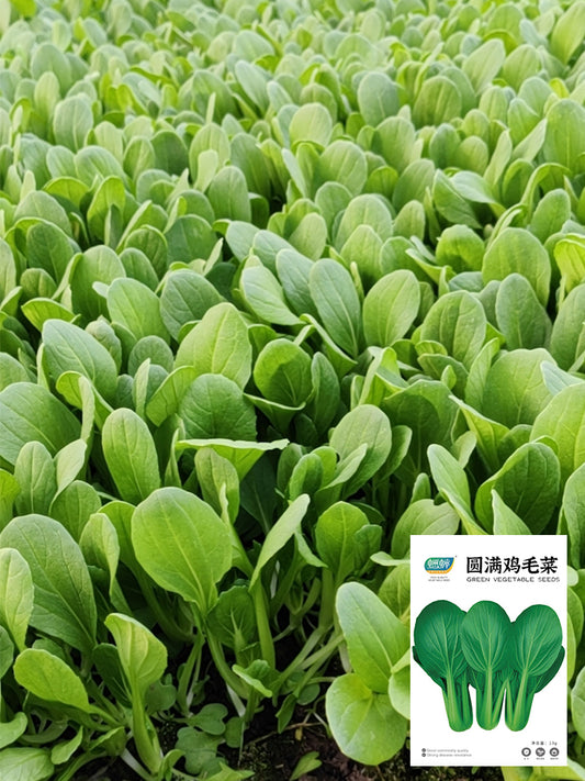 Round-Leaved Baby Bok Choy