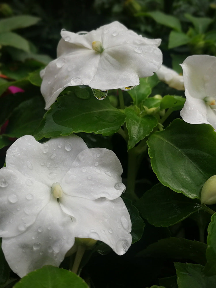 Salsa Mix Impatiens Walleriana