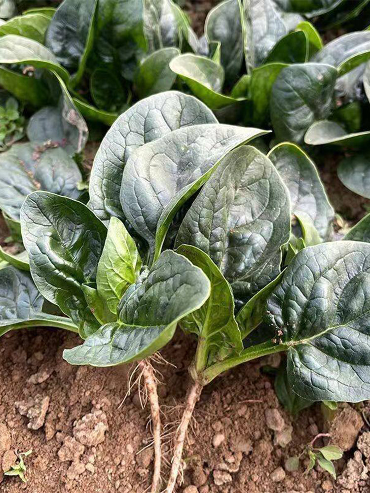 Shengdanbo 3108 Prostrate Spinach