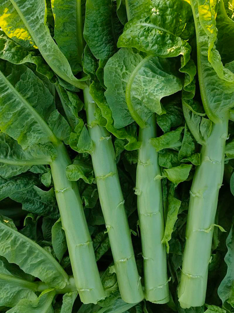 'Jiemei' Green Celtuce