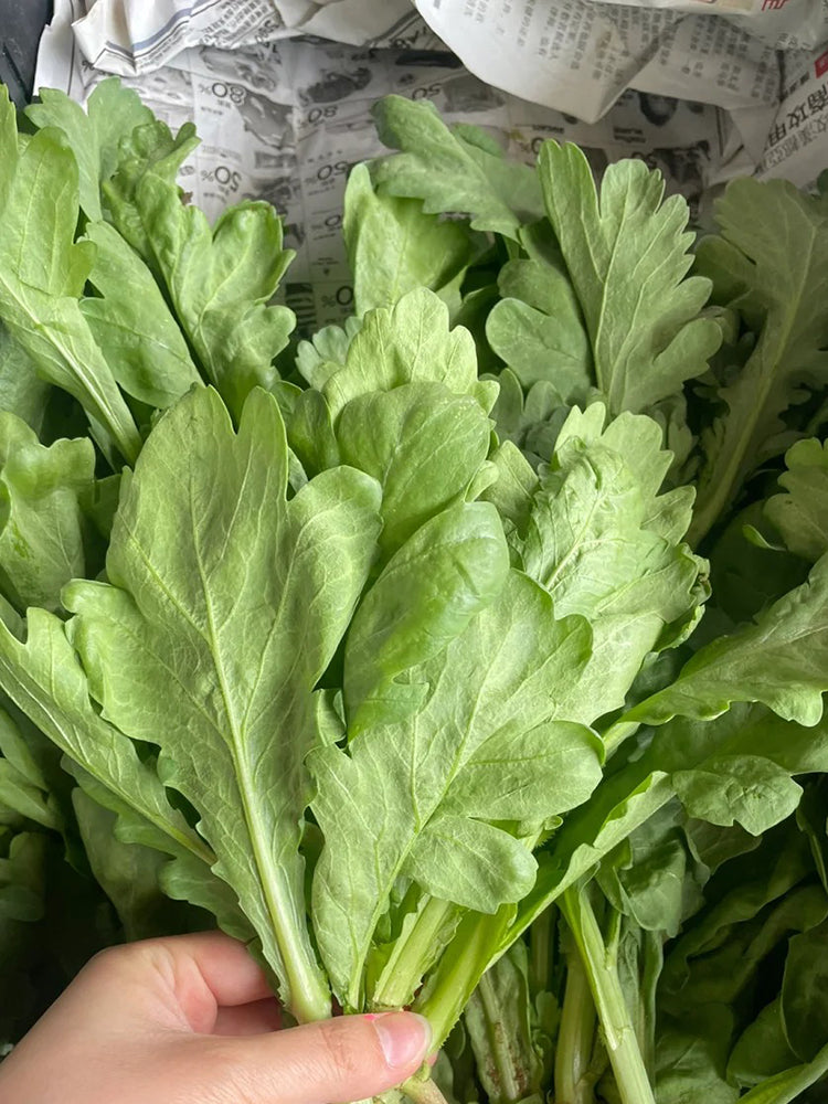 'Jiemei' Large-Leaf Garland Chrysanthemum