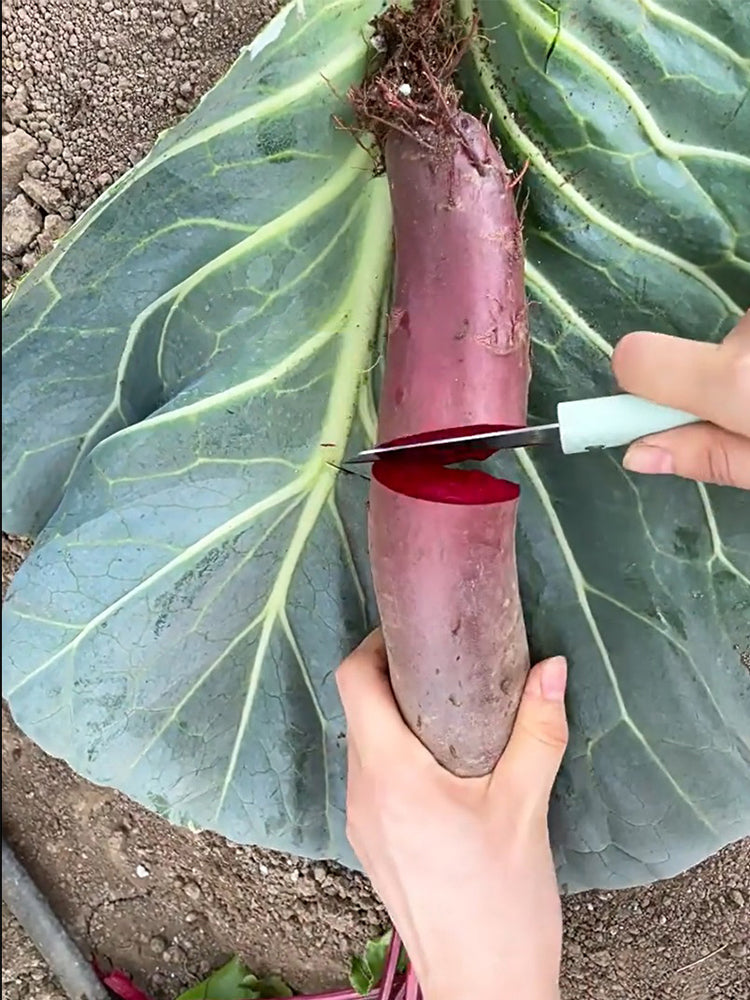 ALTO Long-shaped Red Garden Beet