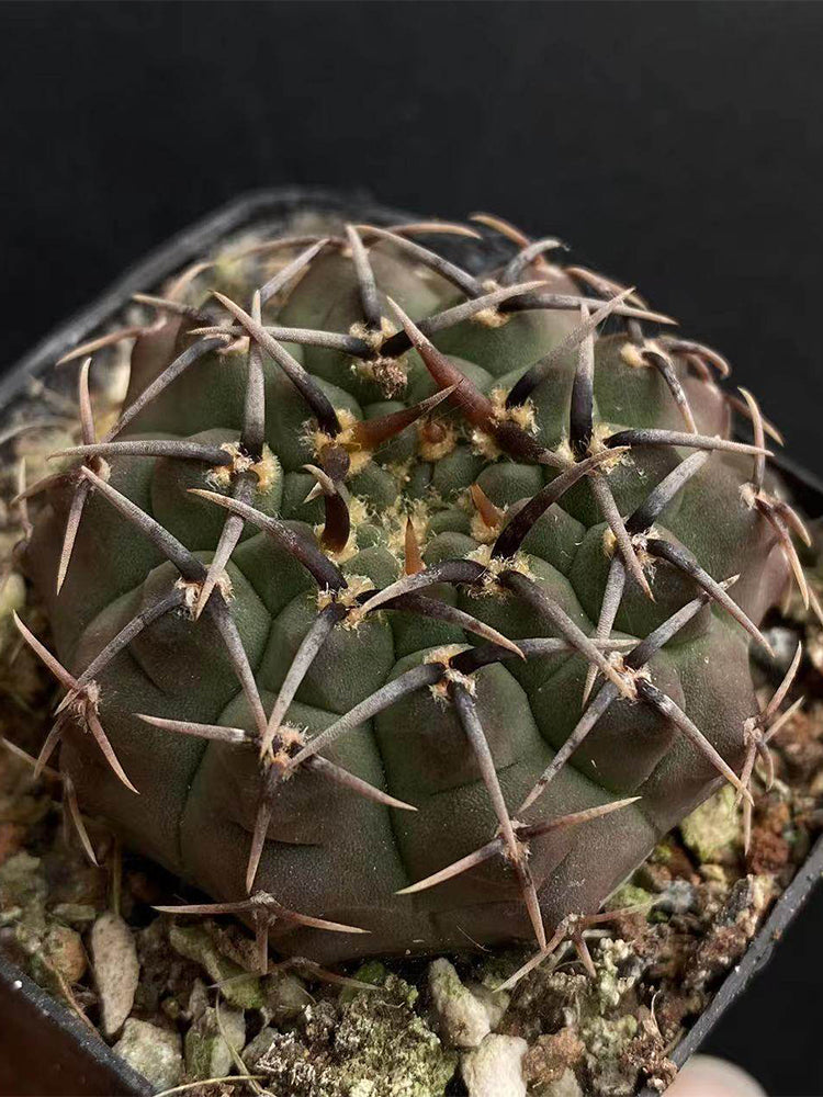 Gymnocalycium riojense