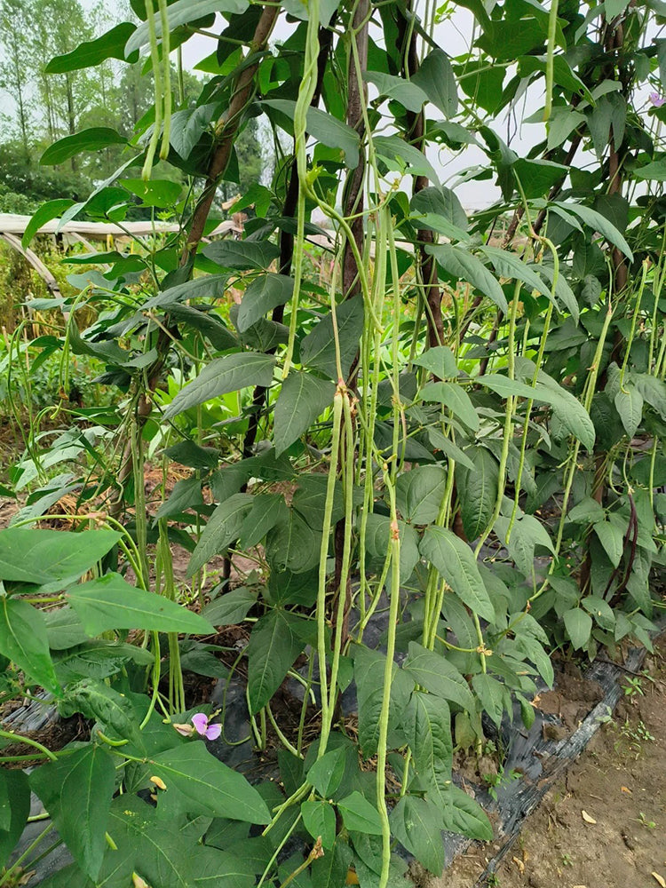 Jiemei Xiabao No. 2 Cowpea