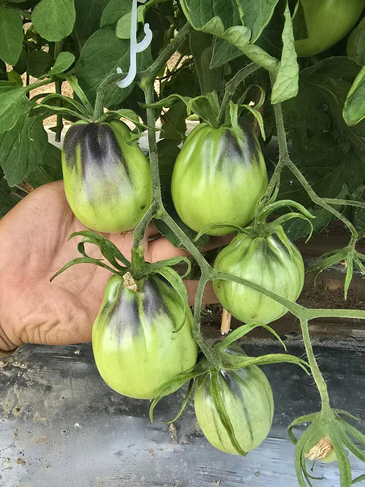 1068 Golden Veil F6 Tomato