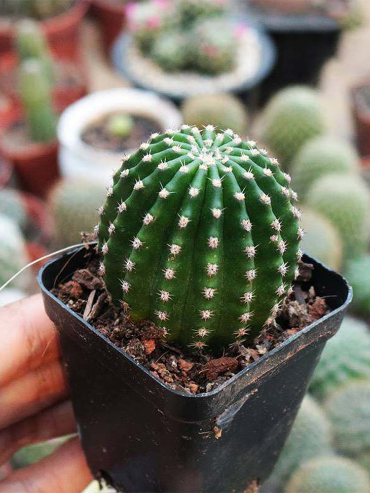 Echinopsis Hybrid 'Heijingang'