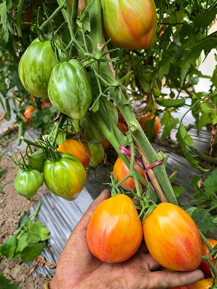 1063 Kozula 141 Tomato