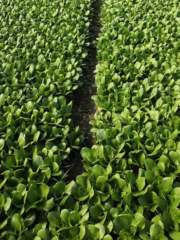 Jinmei 22 Green-stem Pak Choi