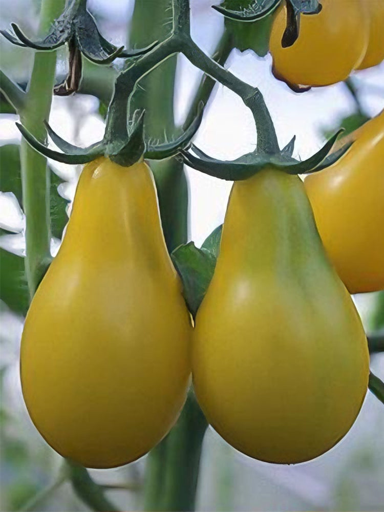 Yellow Pear Tomato