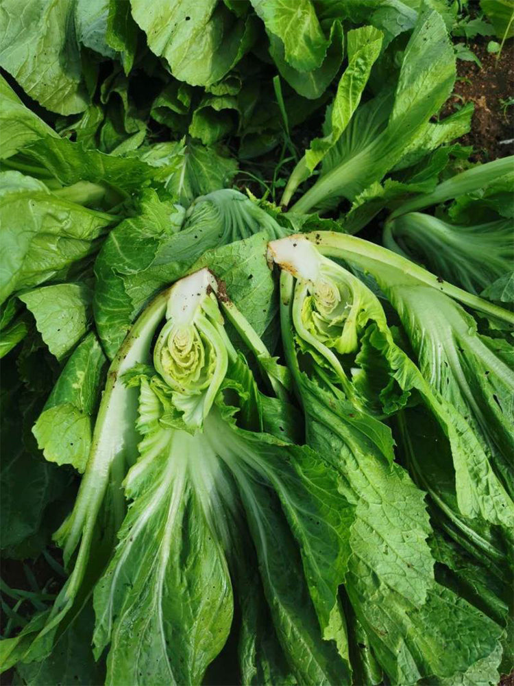 'Jiemei' No.11 Wrapped-head Mustard