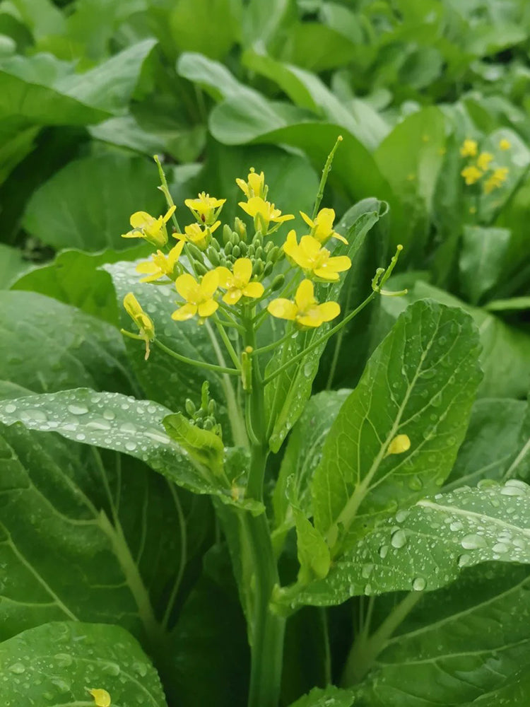 Guangdong Sijiu Choy Sum
