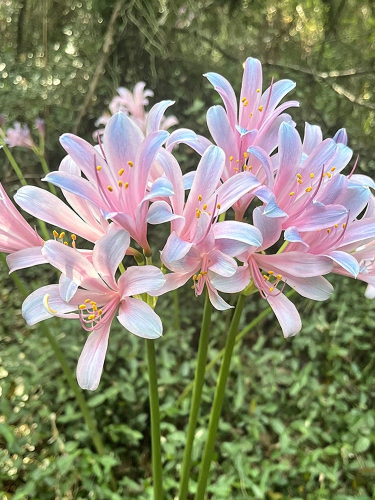 Sprenger's Surprise Lily