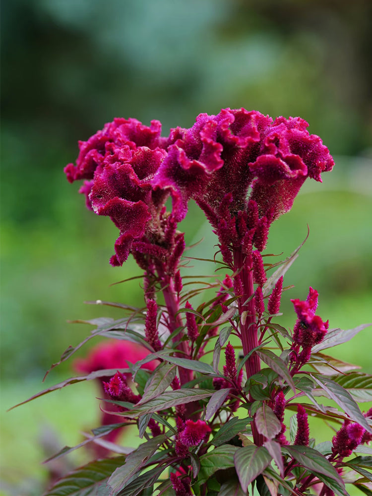 Hezhichun Purple Cockscomb