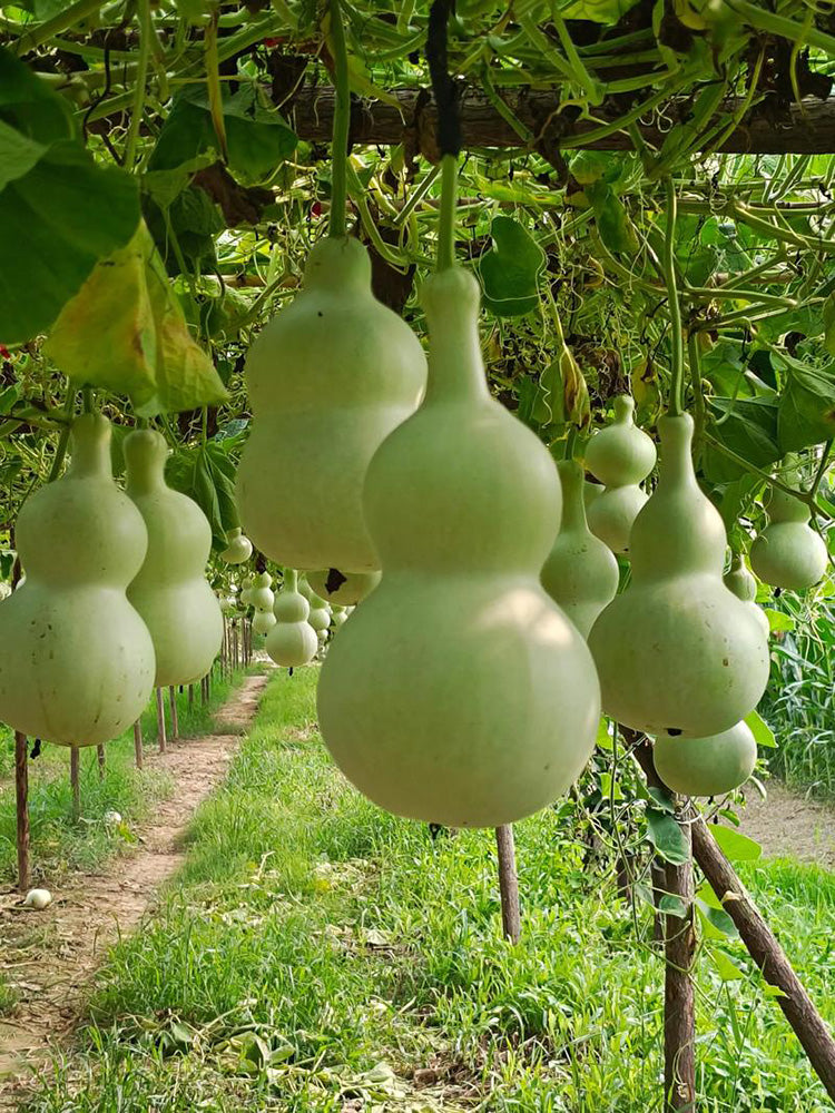 Large Wine Gourd