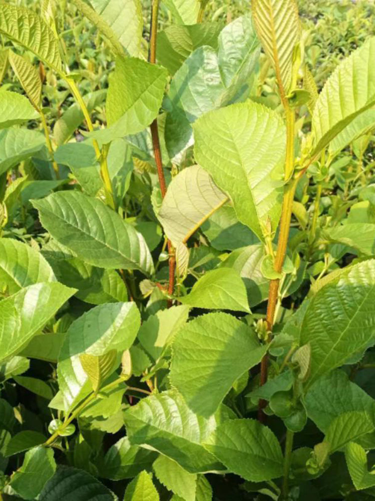 Alnus delavayi