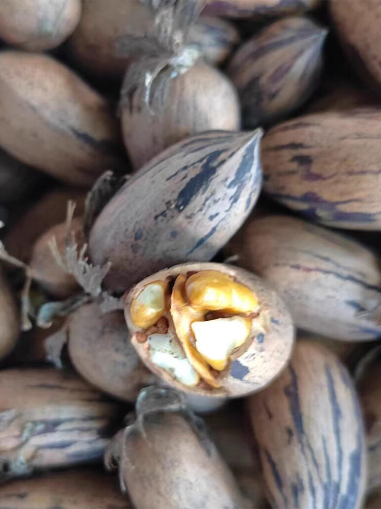 Pecan