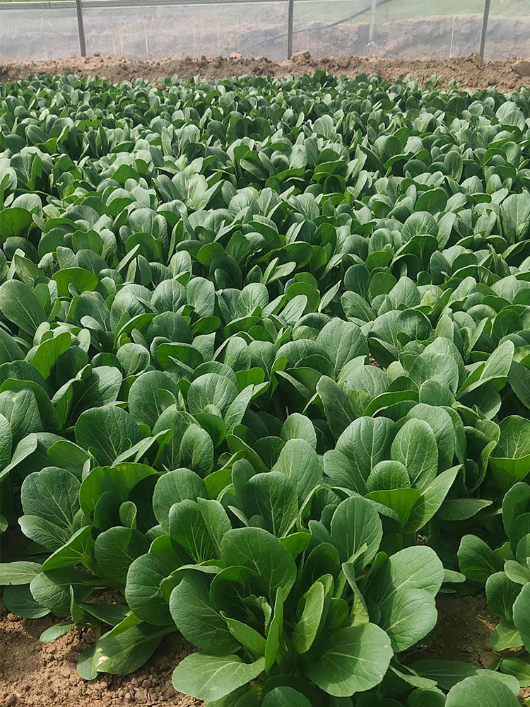 'Hefeng' Shanghai Bok Choy