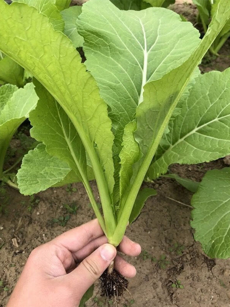 'Huaqing No.1' Sweet Leaf Lettuce