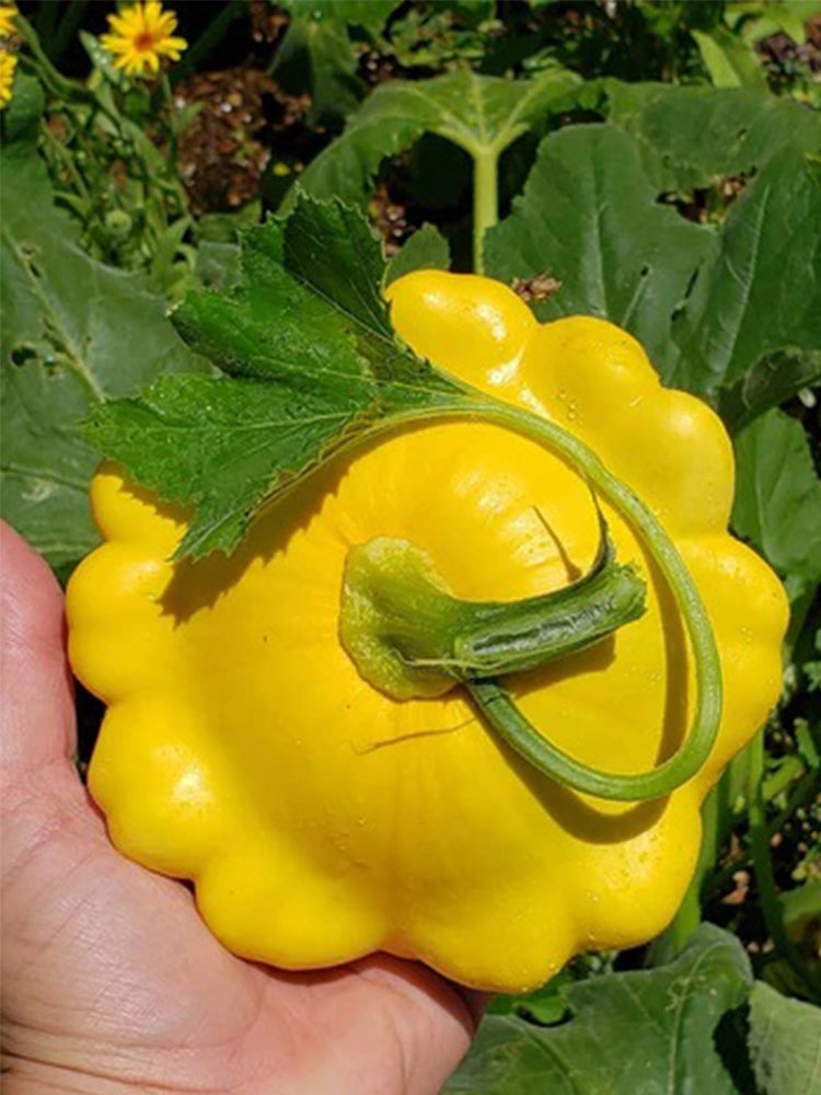 Yellow Patty Pan Squash