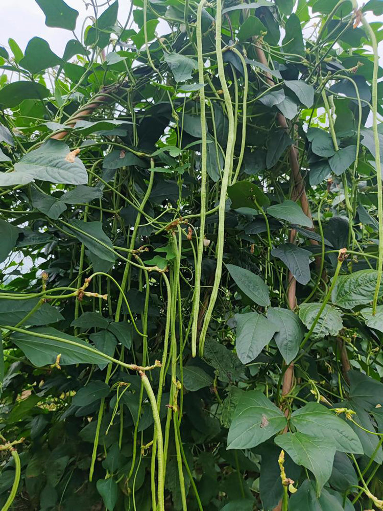 Green General Yardlong Bean