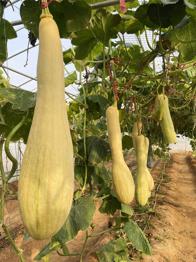 Giant Kan Gua Squash