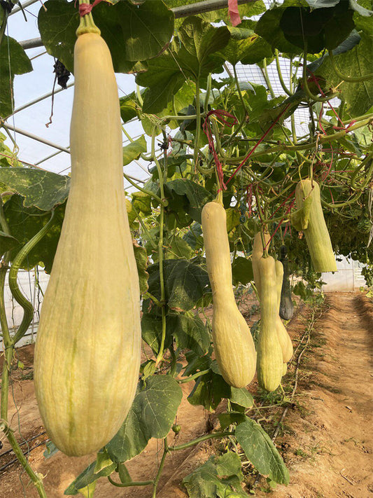 Giant Kan Gua Squash