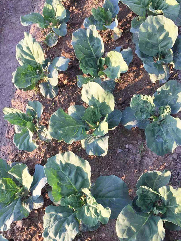 Heat-Tolerant Round-Leaf Chinese Kale