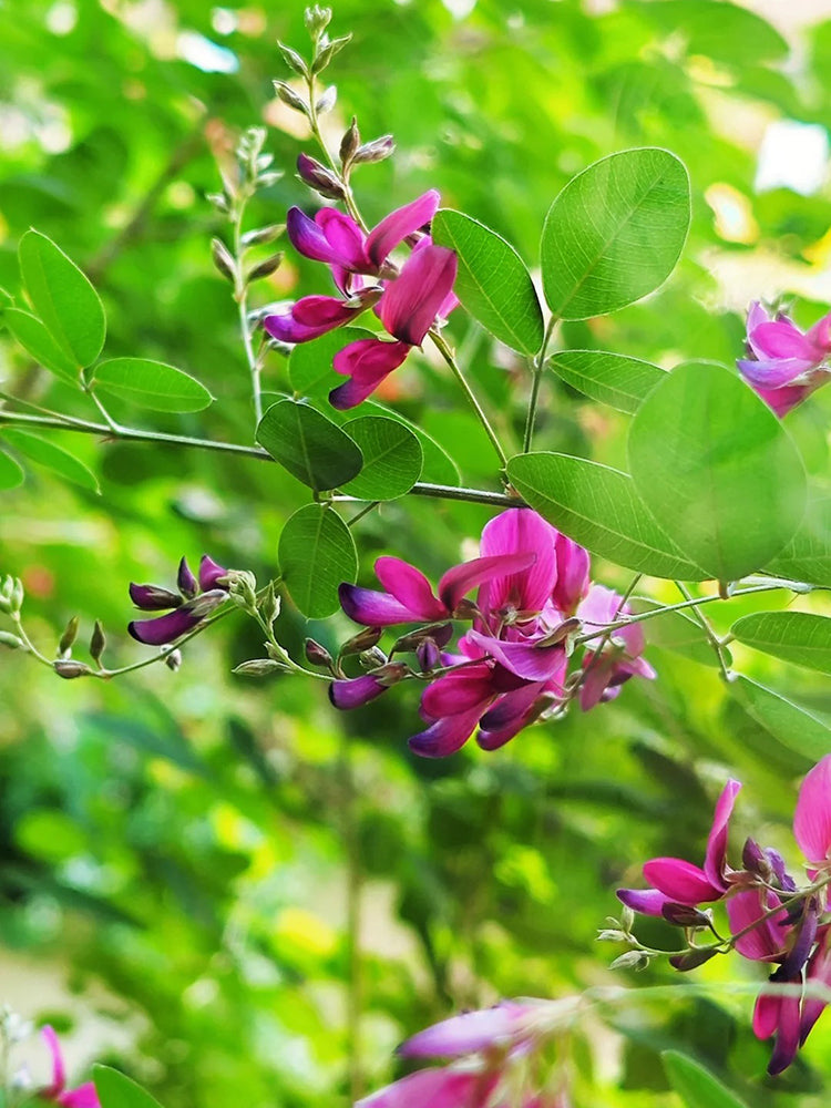 Bush Clover