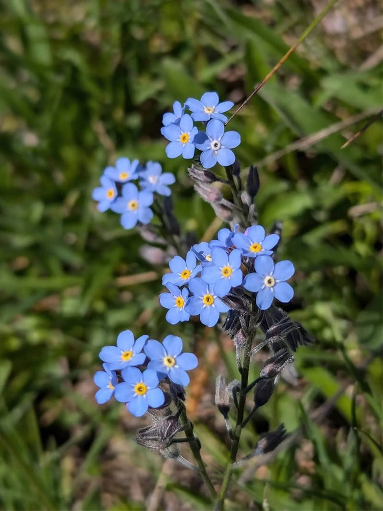 Blue Alpine Forget-Me-Not