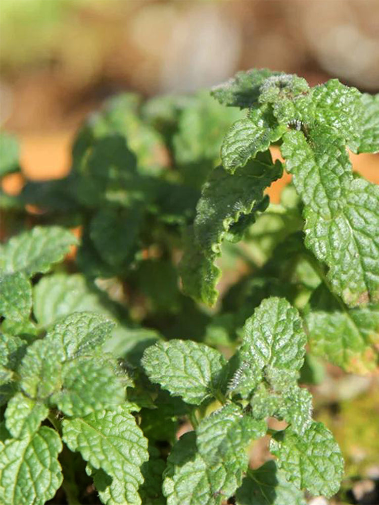 Strawberry Mint