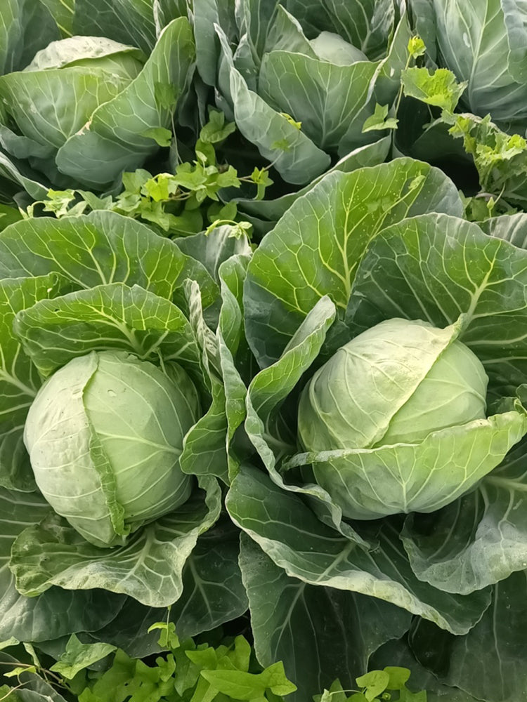 Apple Cabbage