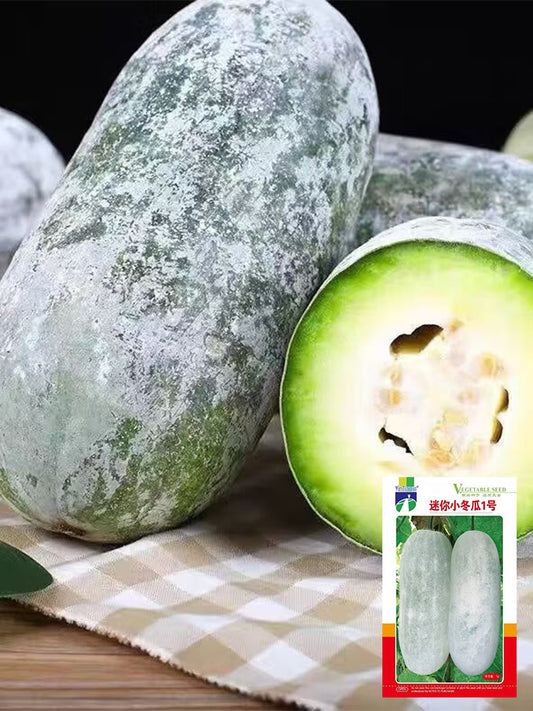 Mini Small Winter Melon No.1