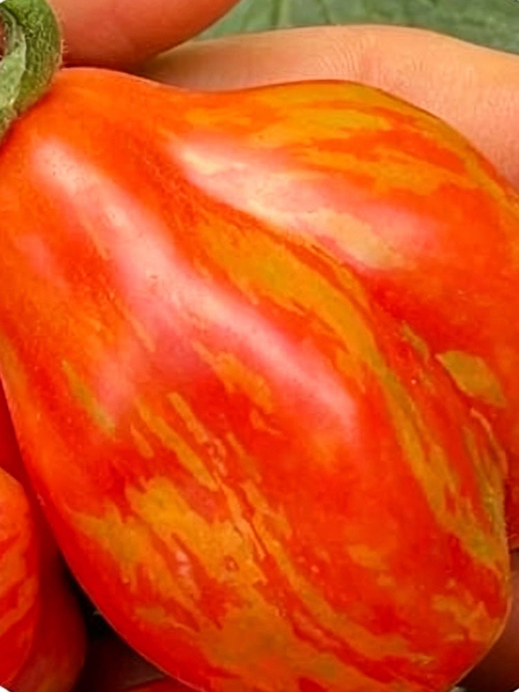 Red Pear Tomato