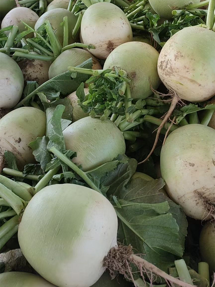 'Xinlimei' Red Heart Radish