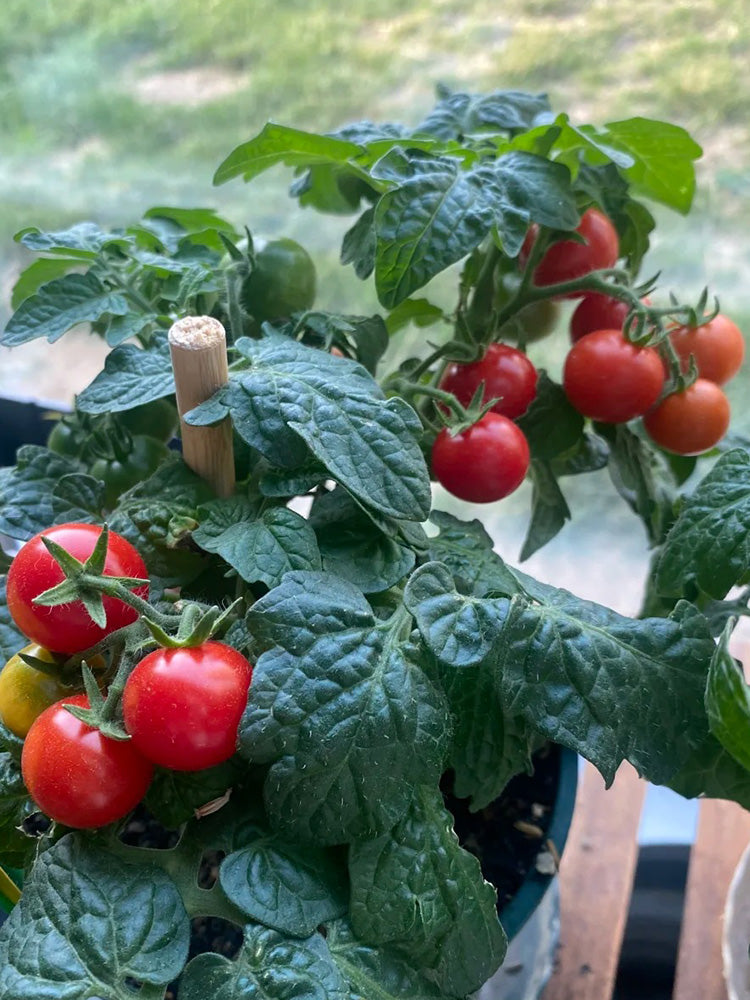 Dwarf Compact Red Cherry Tomato