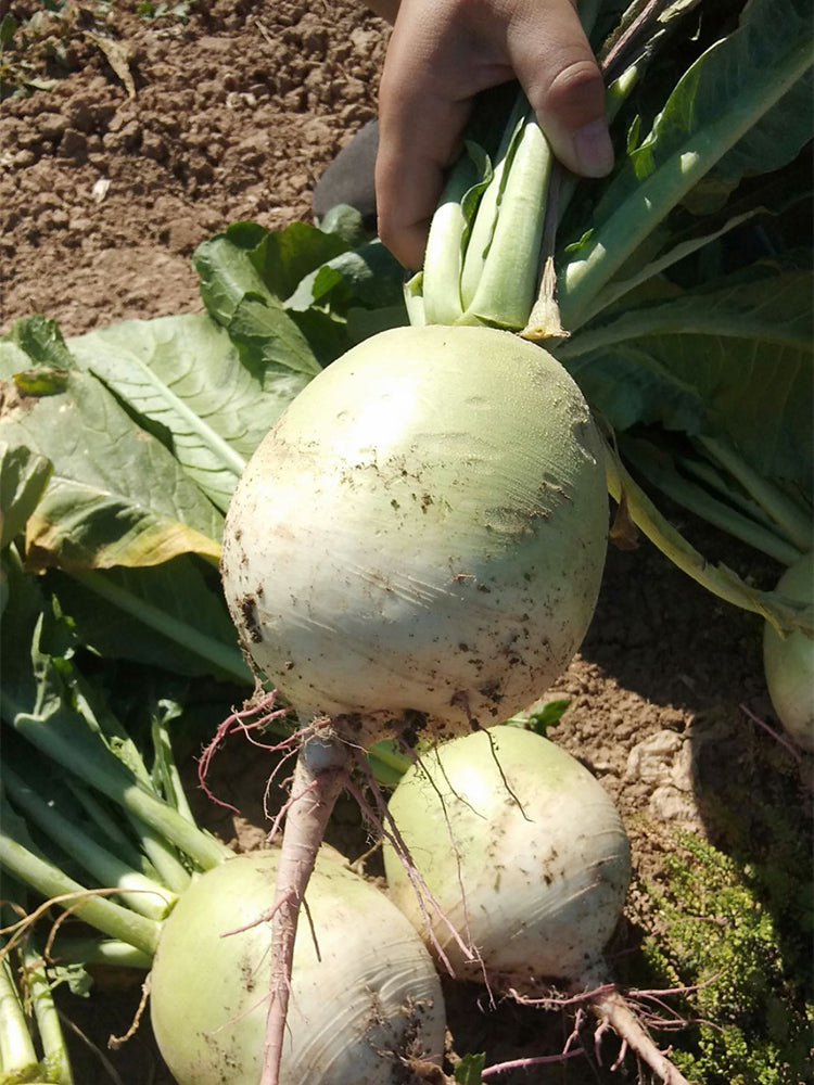 'Xinlimei' Red Heart Radish