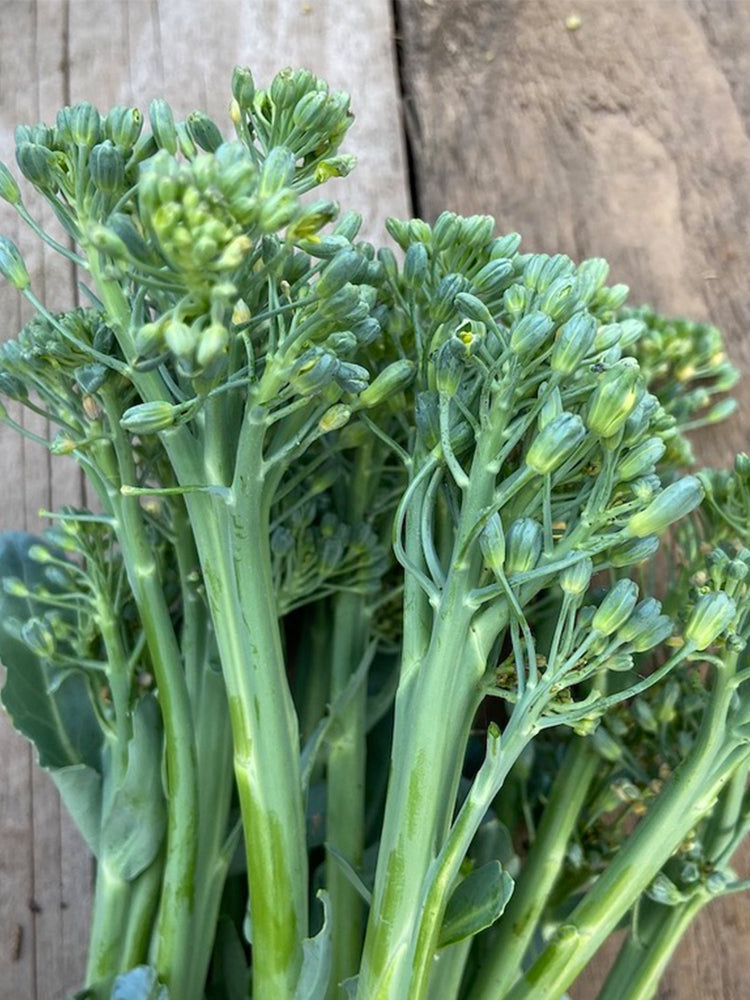 Haiwang Songqing Broccoli