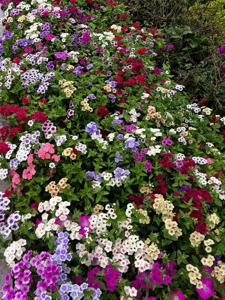 Phlox (Mixed Colors)