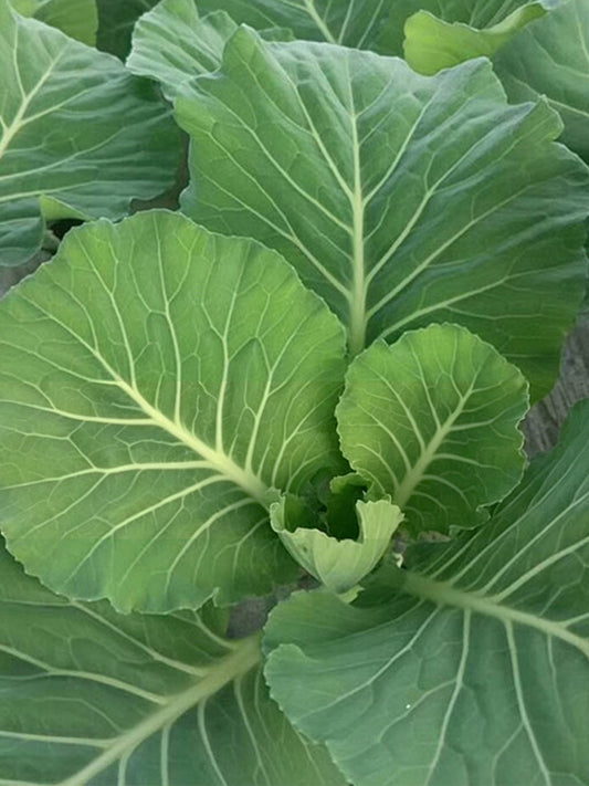 Yuanfeng Leaf Cabbage Hybrid