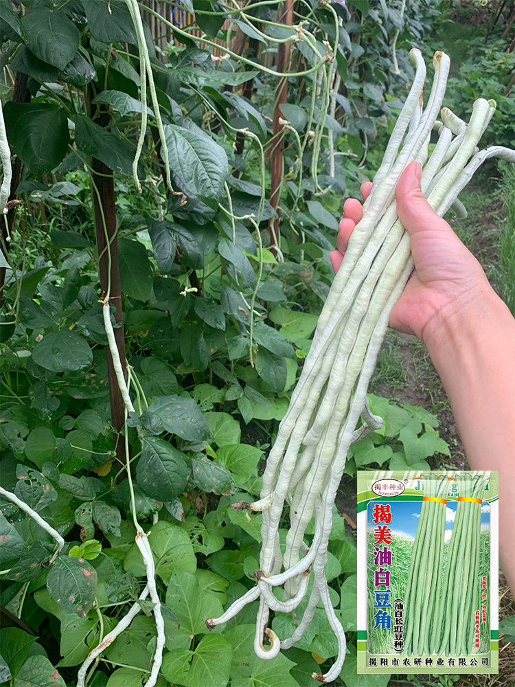 'Jiemei' Glossy White Long Bean