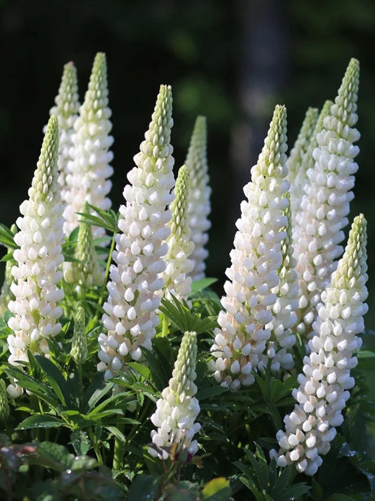 White Lupin