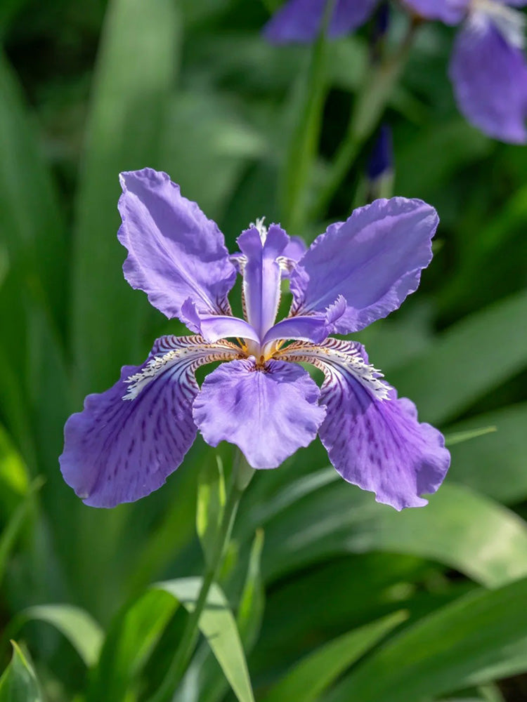 Blue Butterfly Iris