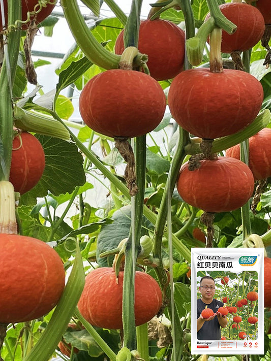 Red BeiBei Pumpkin
