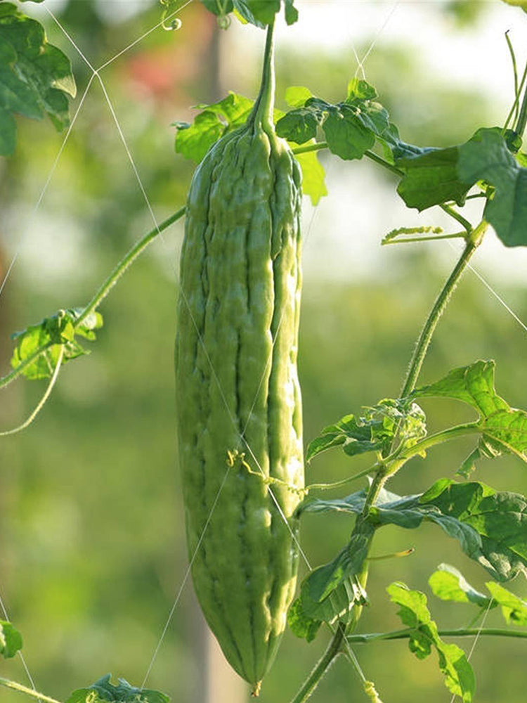 Jiemei 23 Bitter Gourd