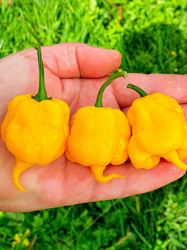 Yellow Carolina Reaper Pepper