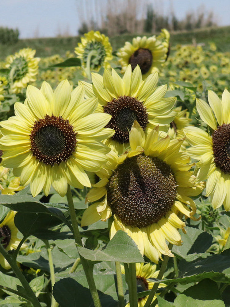 'Green Crown' Ornamental Sunflower