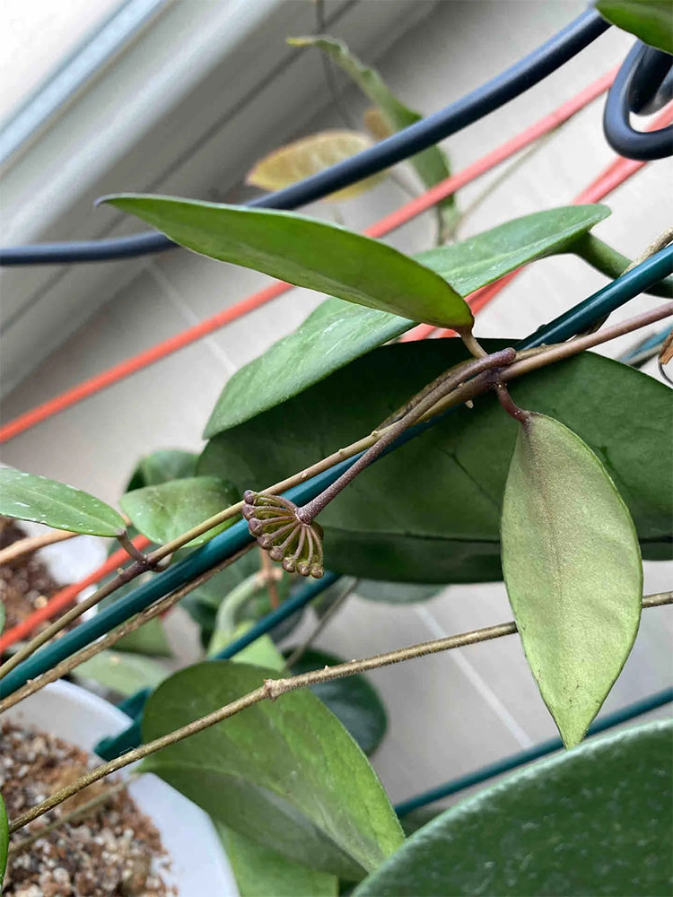 Hoya walliniana Unrooted Stem Cuttings
