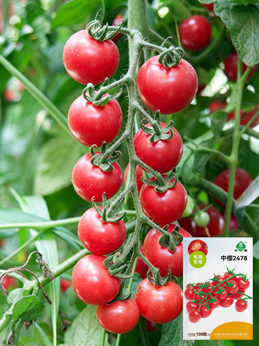 'Zhongying 2478' Cherry Tomato