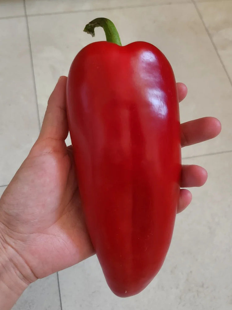 Conical Red Sweet Pepper