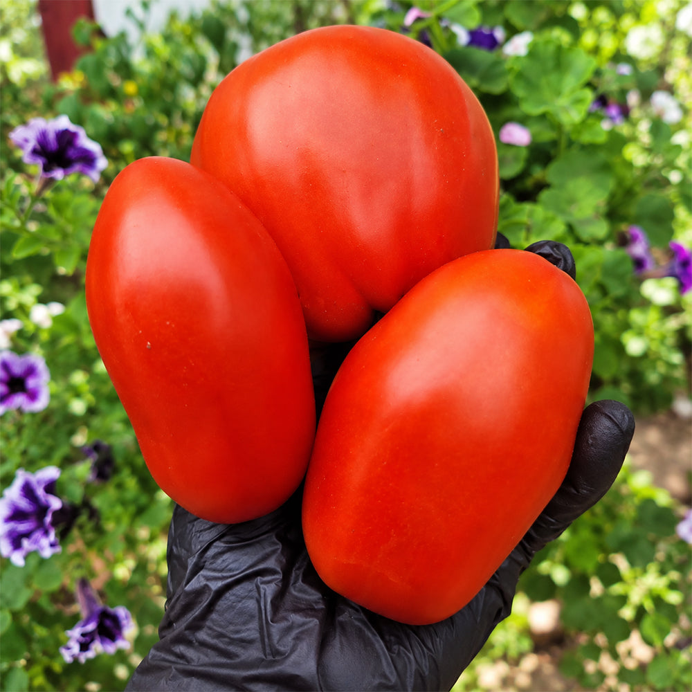 530 Perino Grosso Tomato